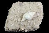 Eocene Fossil Gastropod (Clavilithes) - Damery, France #73827-1